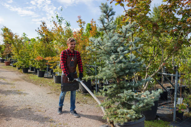 Best Tree Trimming and Pruning  in Fruitvale, CO